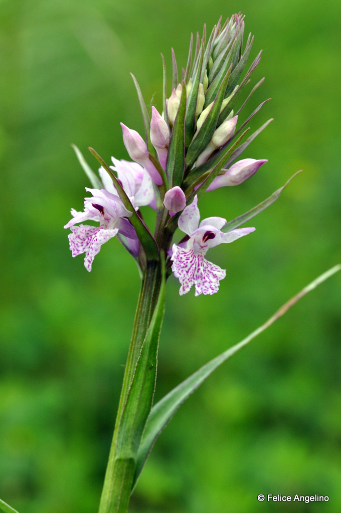 The Concordia - Dactylorhiza maculata