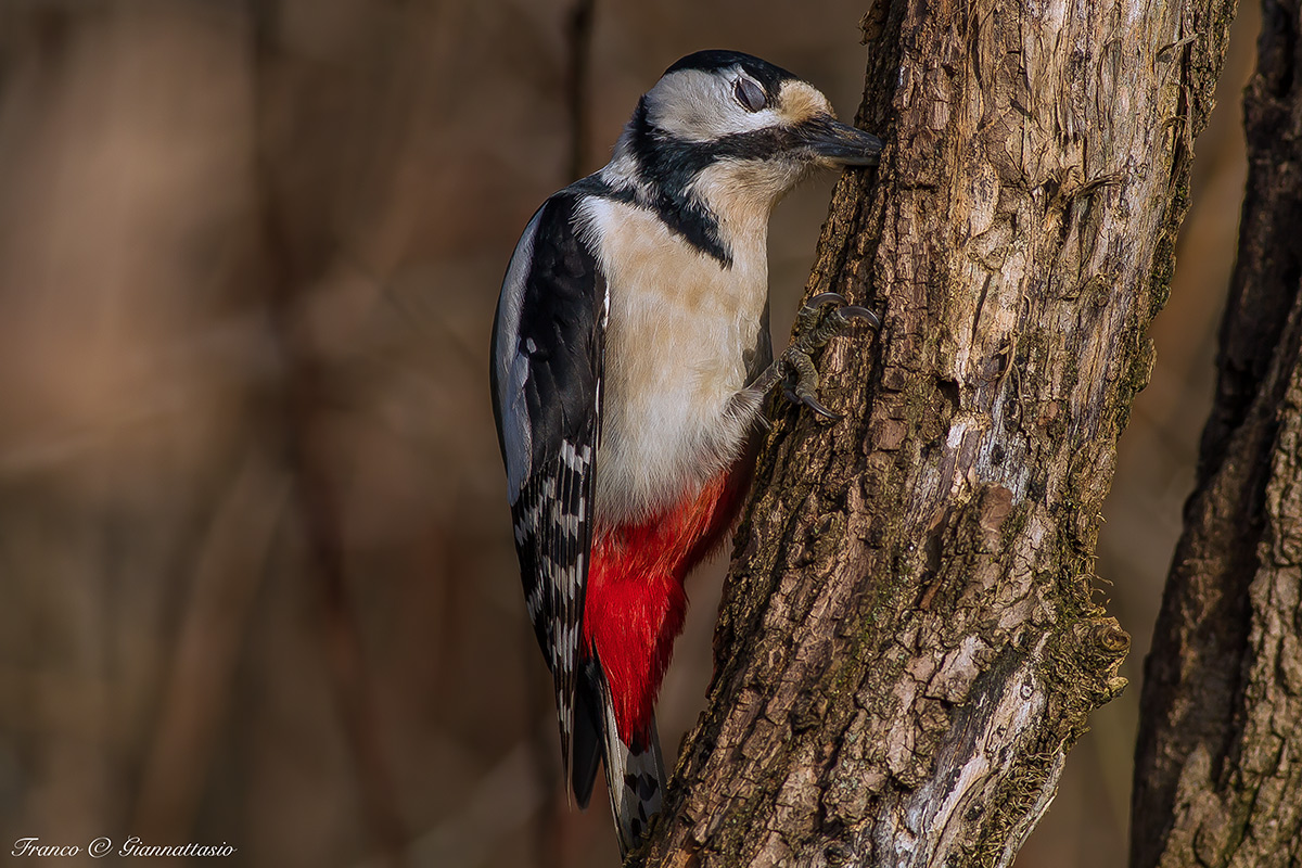 Spotted Woodpecker.