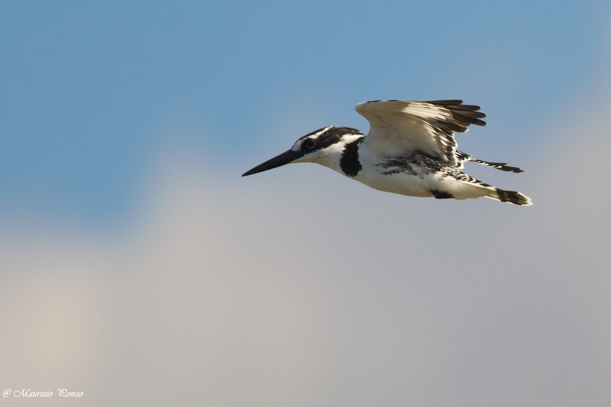 Kingfisher Black and White