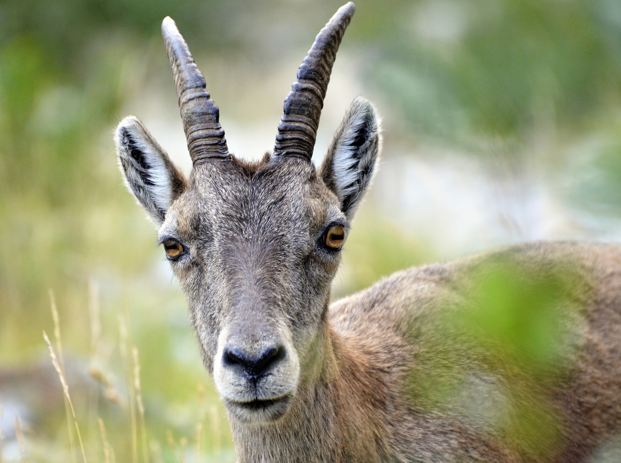 Femmina di stambecco