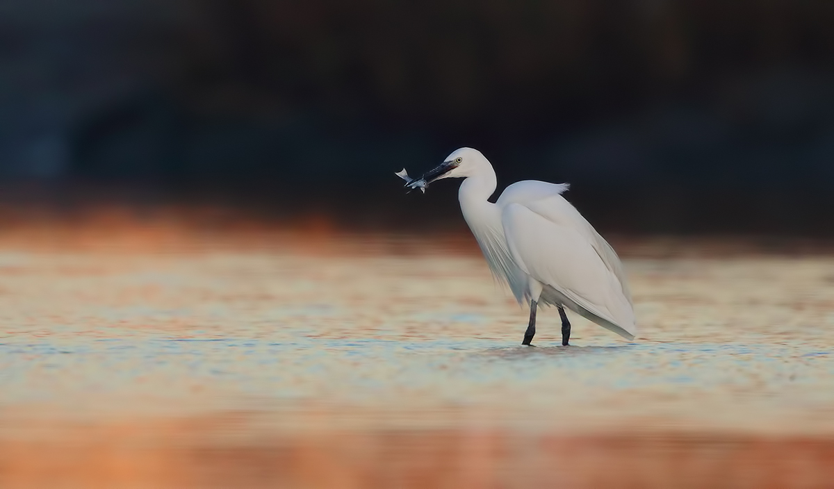 Garzetta nella nebbia