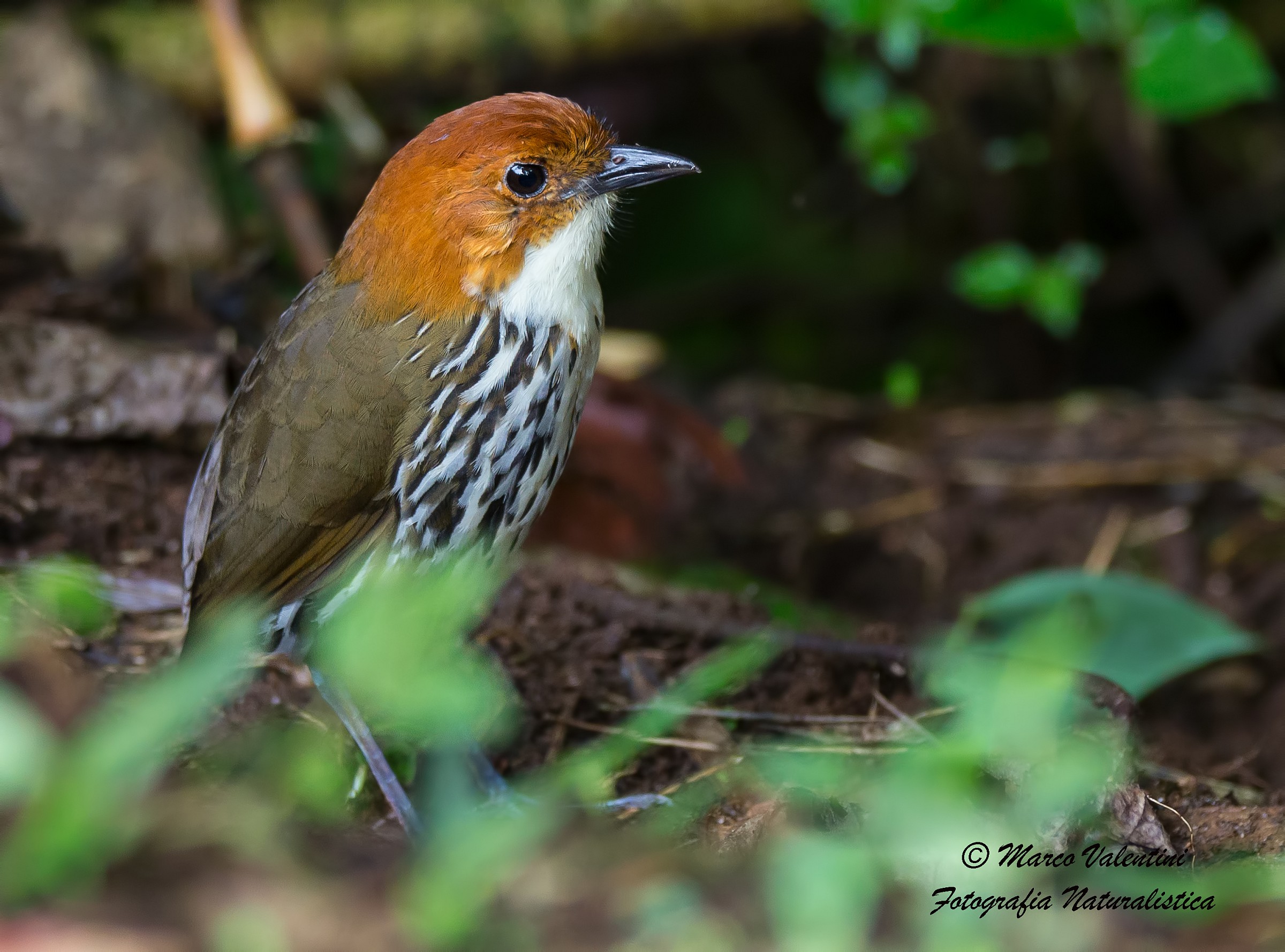 Grallaria ruficapilla