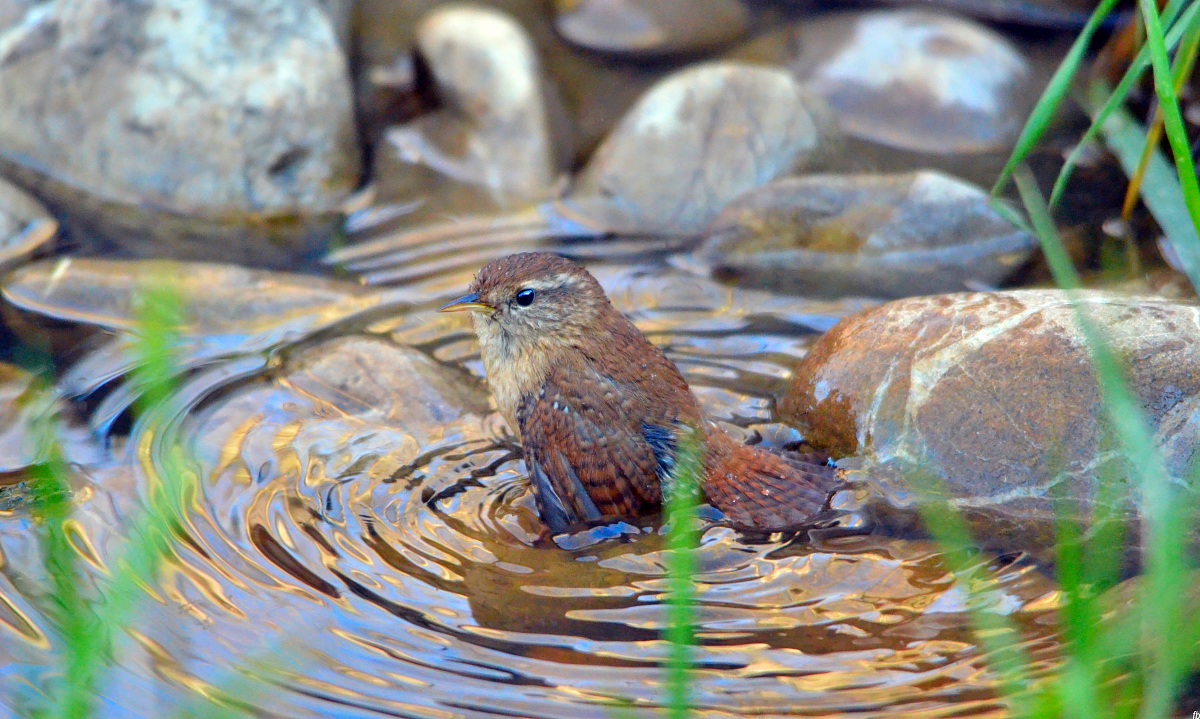il bagnetto dello scricciolo