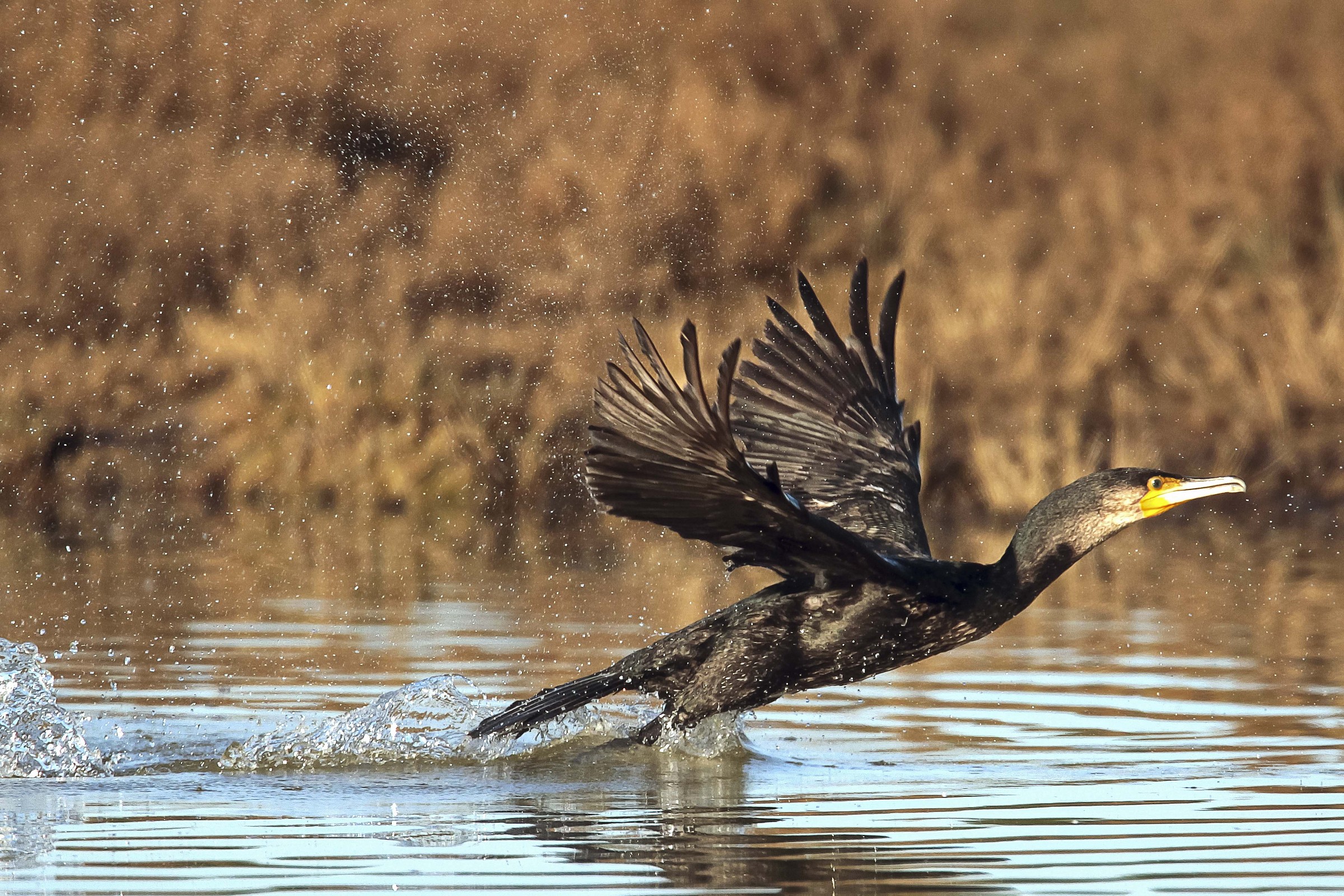 cormorant