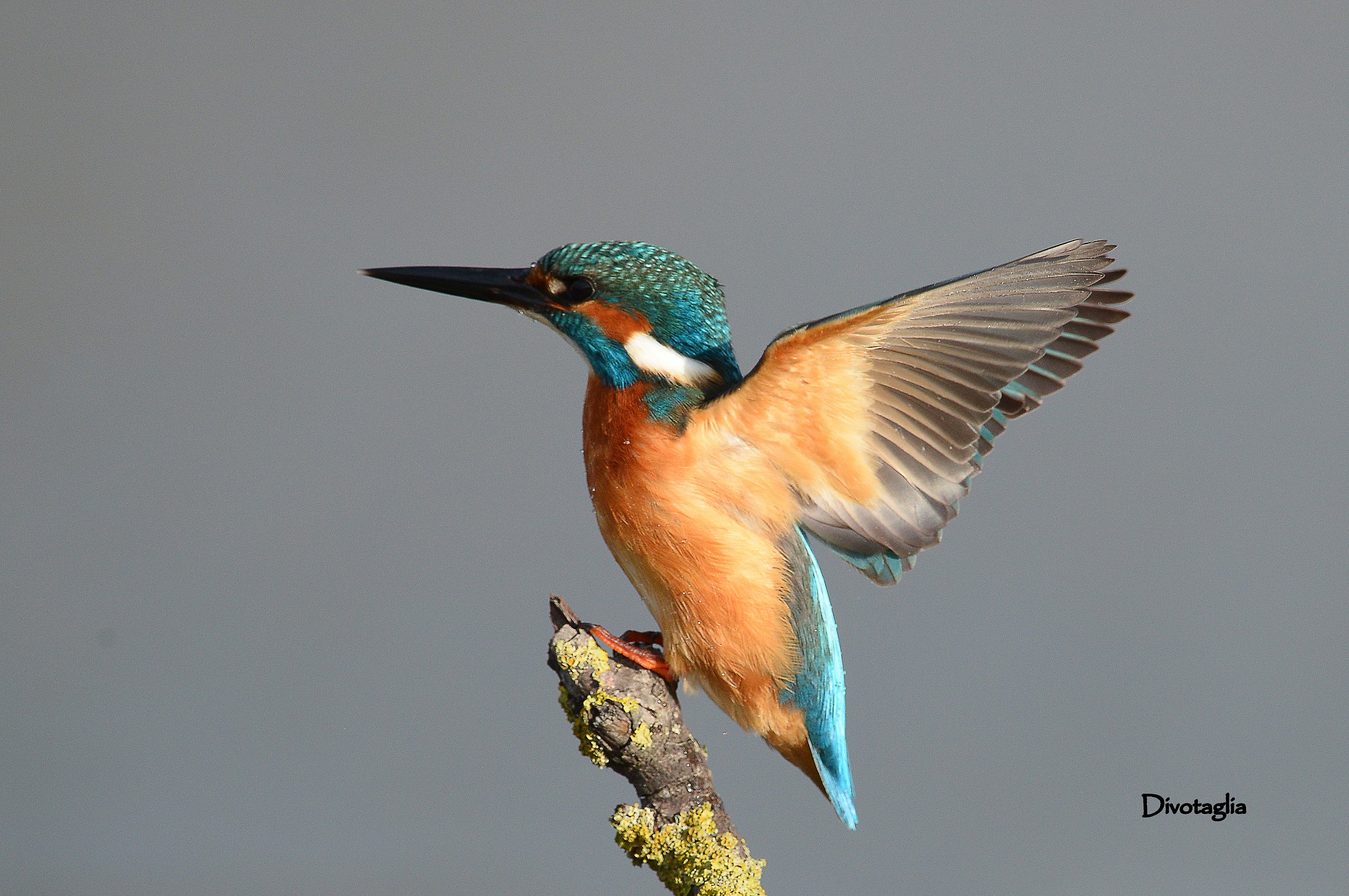 Kingfisher