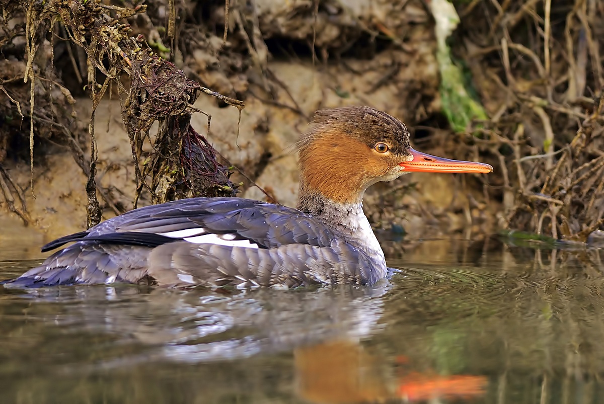 Merganser Maggiore