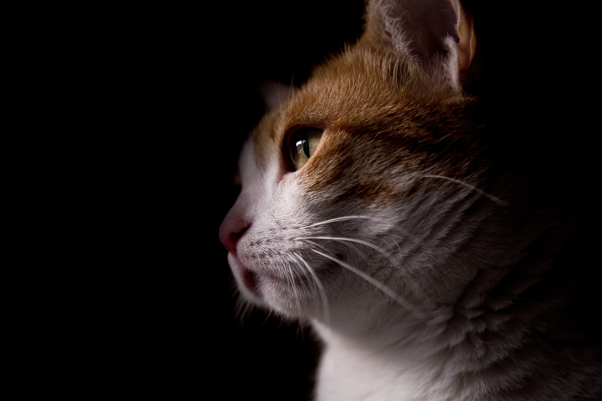 Semplicemente Miaooo