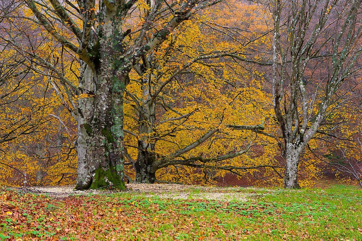 Grigio Autunno a Monte Cucco