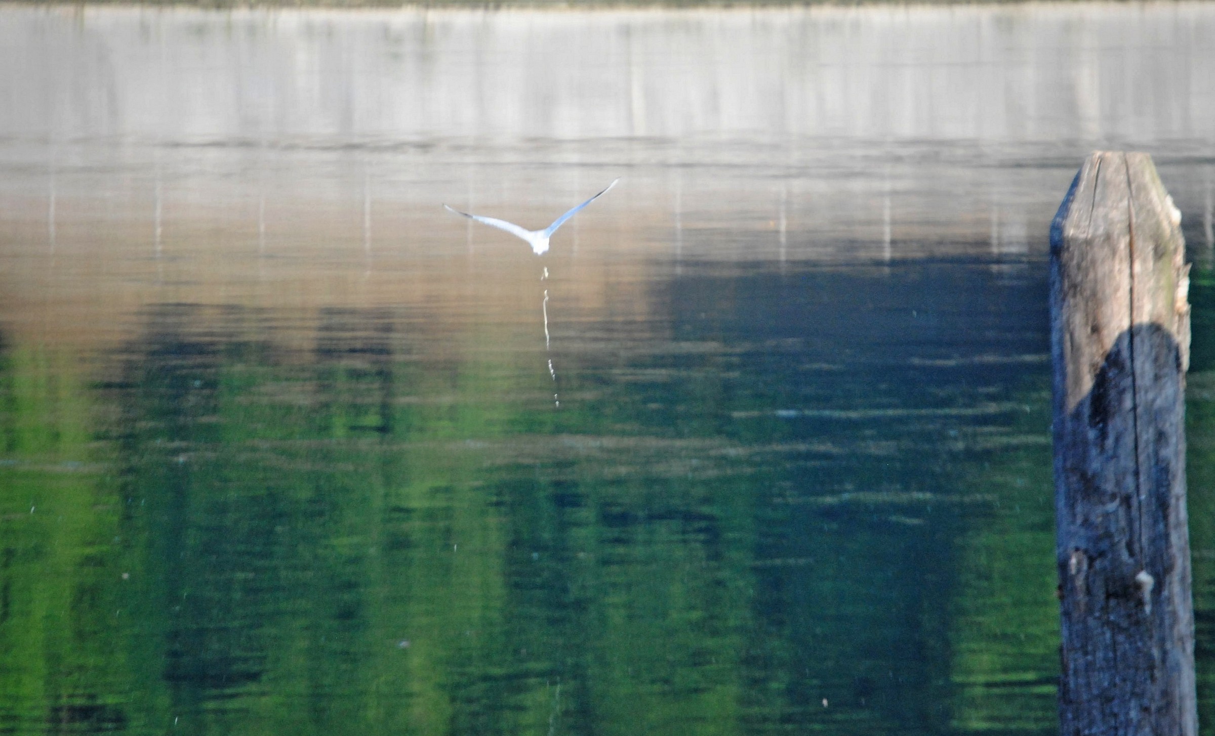 imitando Monet con la fotografia