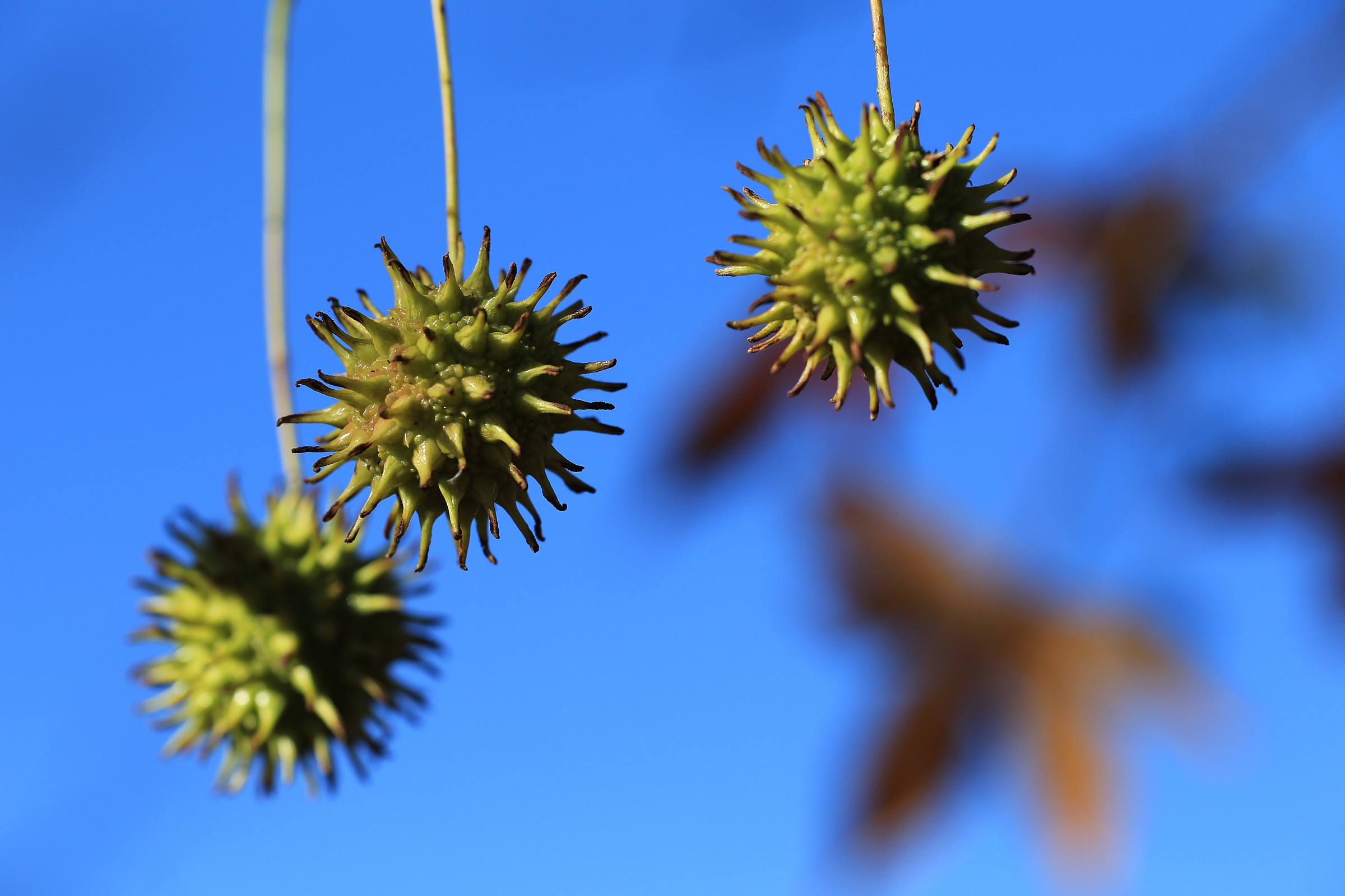 The fruits of autumn