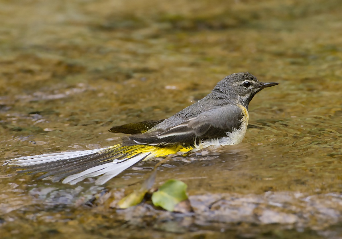 wagtail bathes