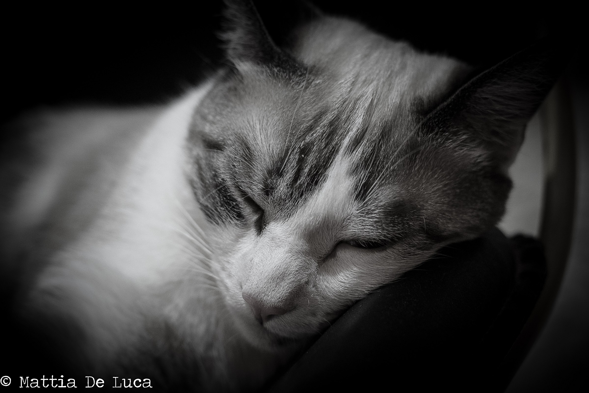 Romeo, il più grande dormiglione del colosseo