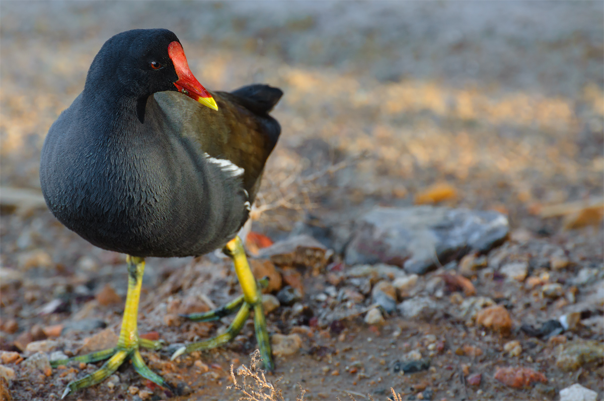Gallinula chloropus - Moorhen