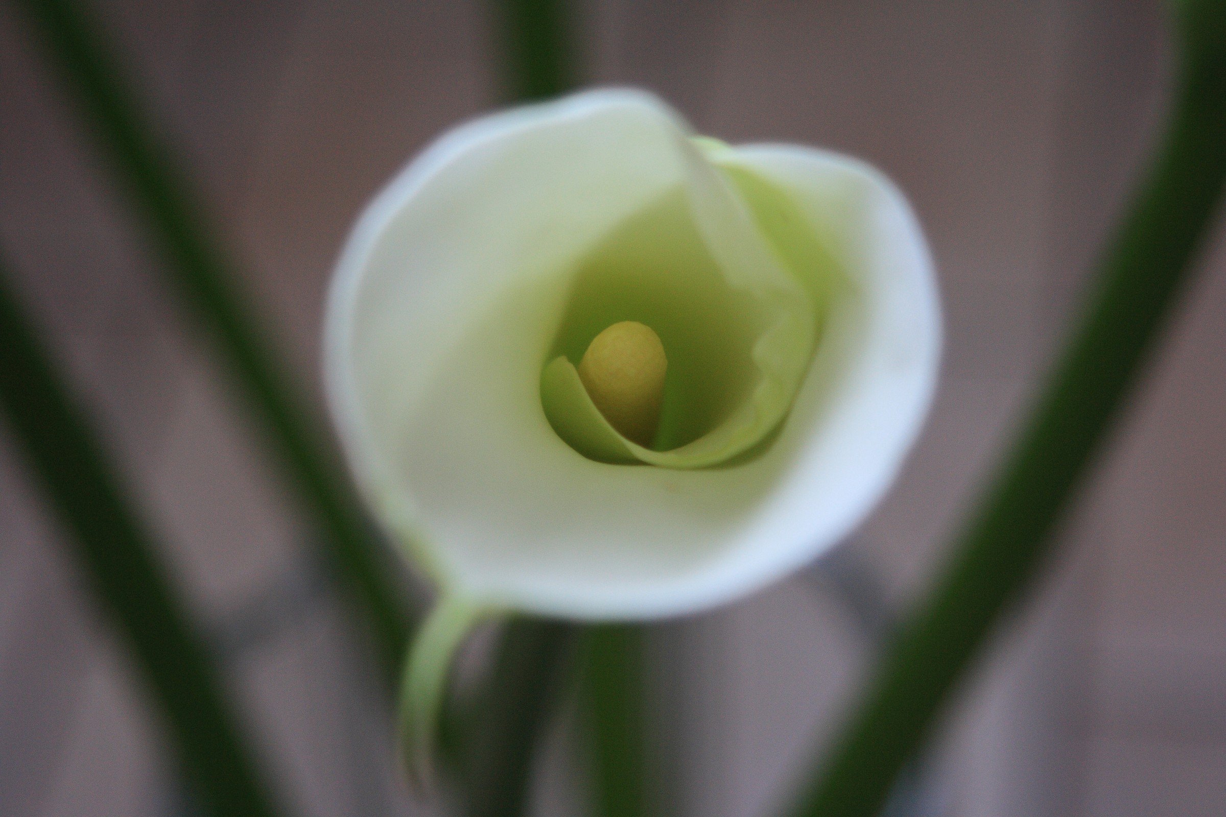 Calla
