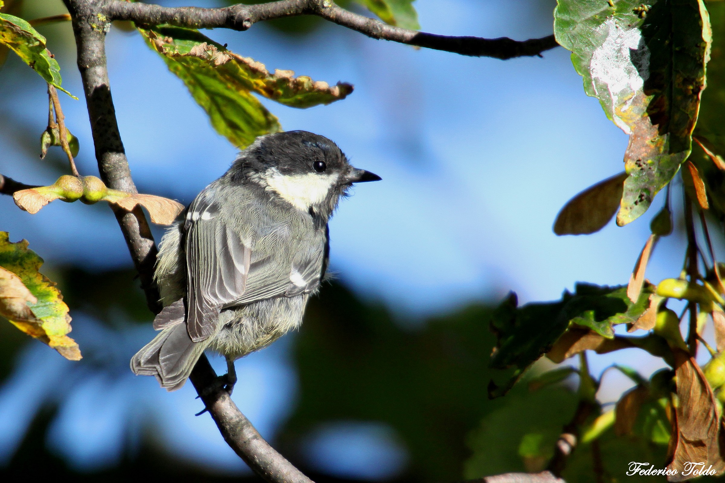 Coal Tit ..