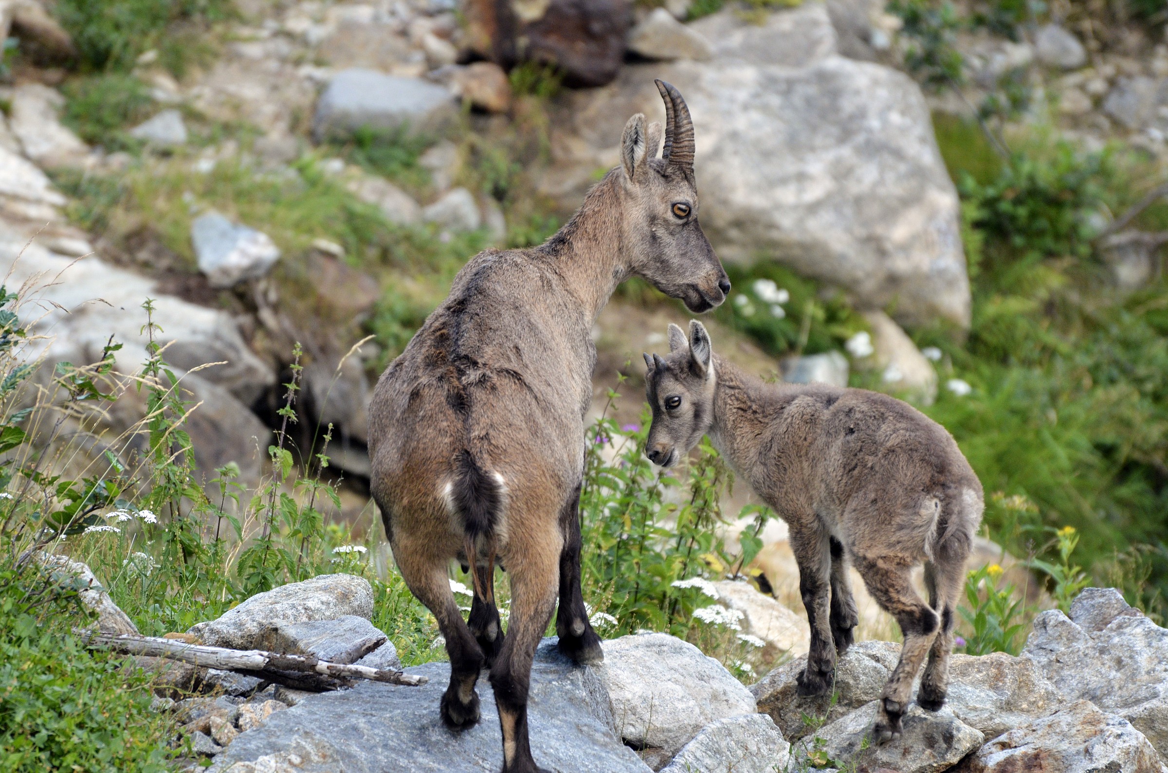 Femmina di stambecco con cucciolo