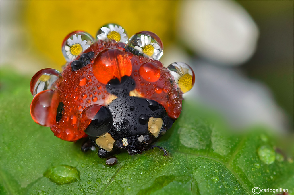 Ladybug septepunctata