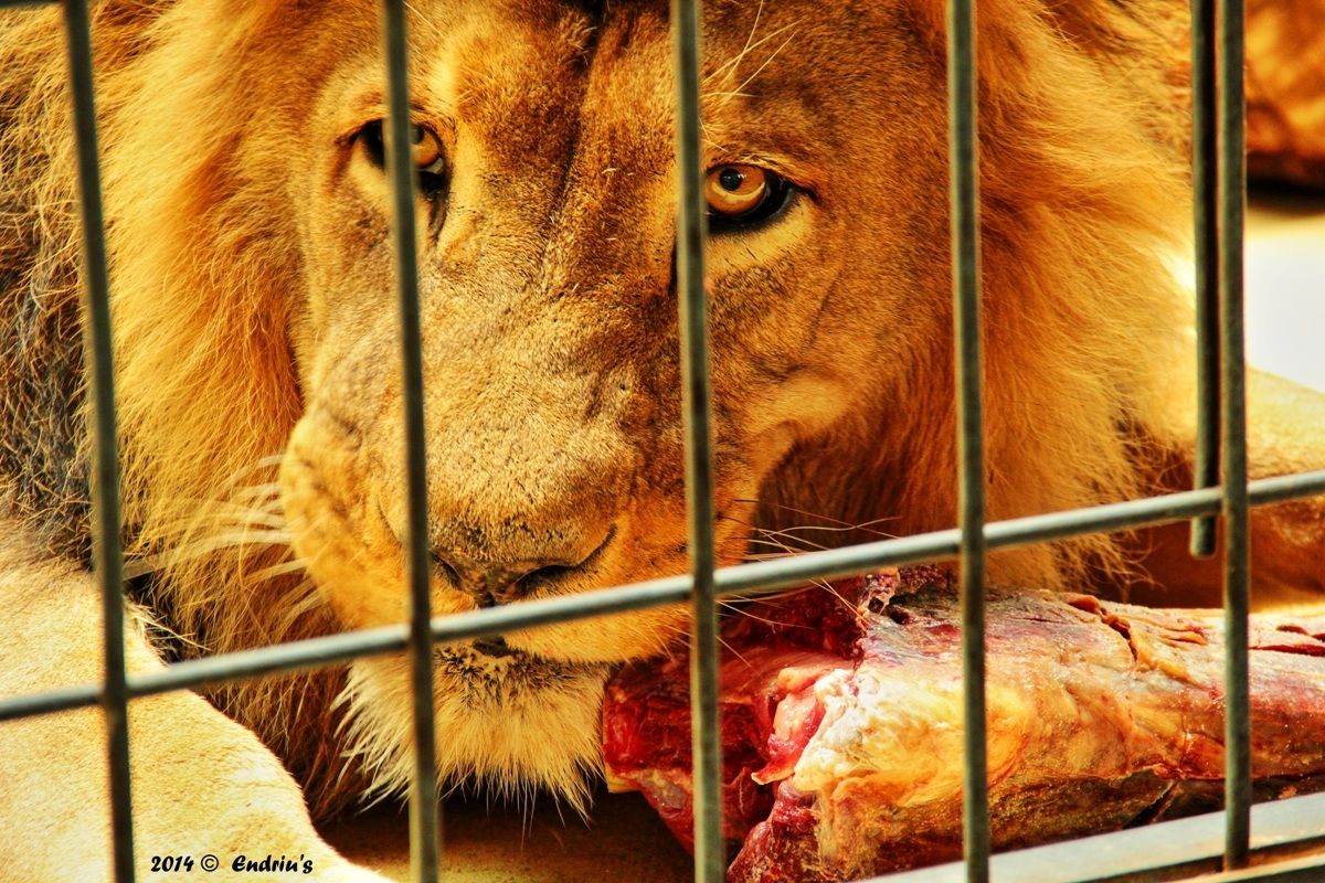 like a caged lion