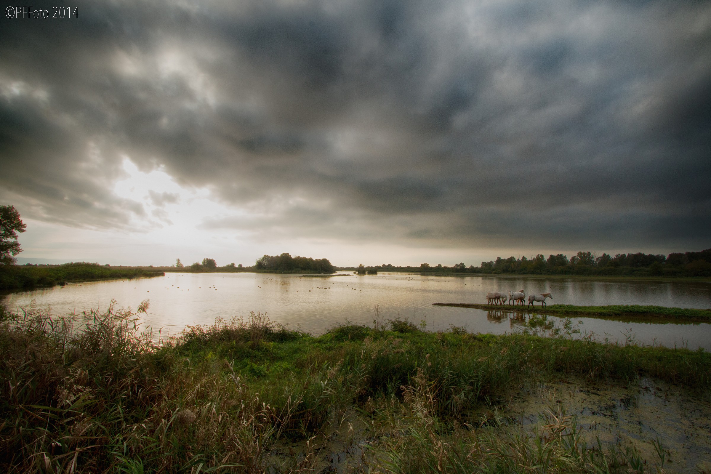 Camargue italiana (ii)