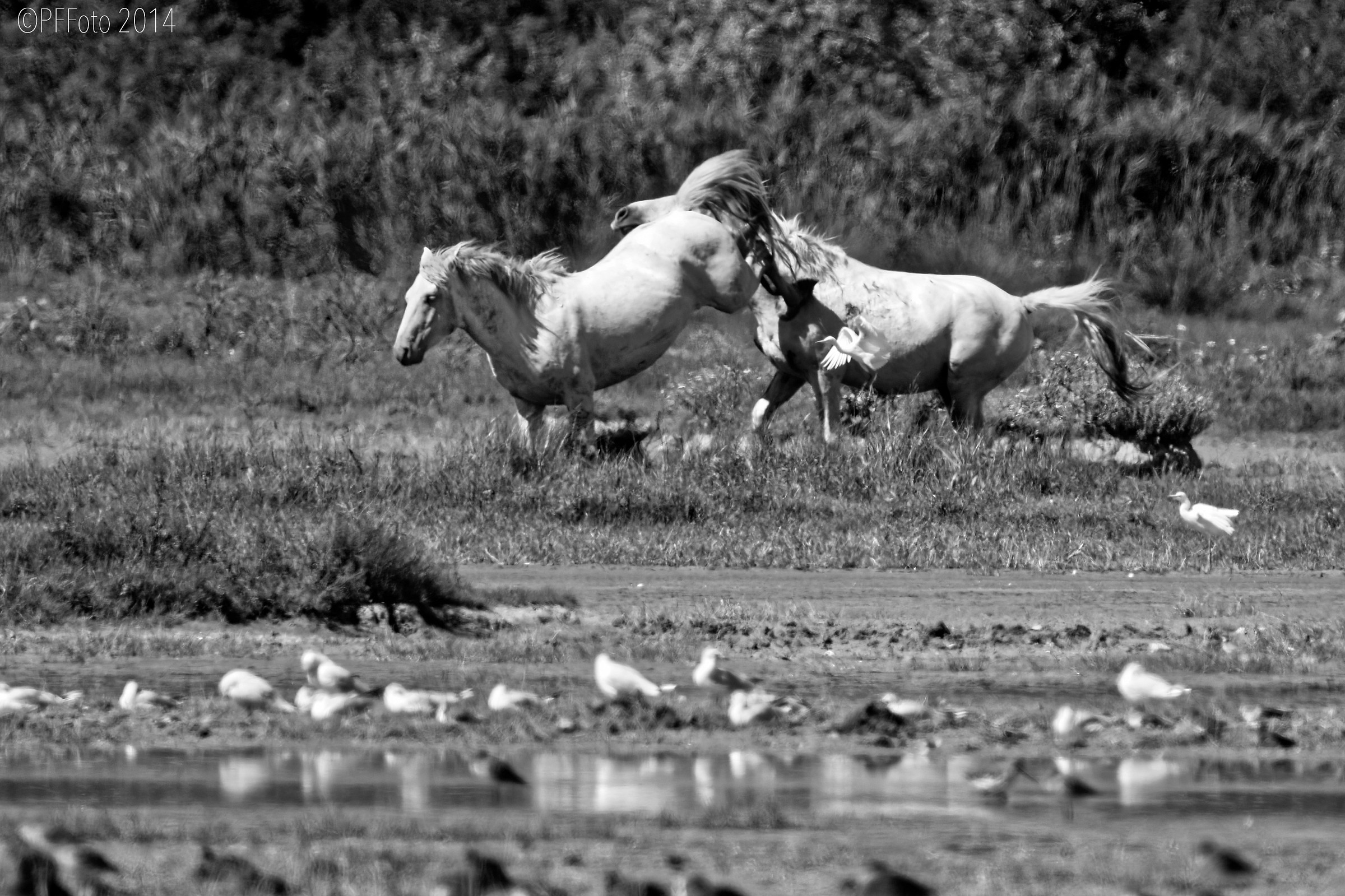 Lite tra giovani stalloni Camargue alle foci dell'Isonzo