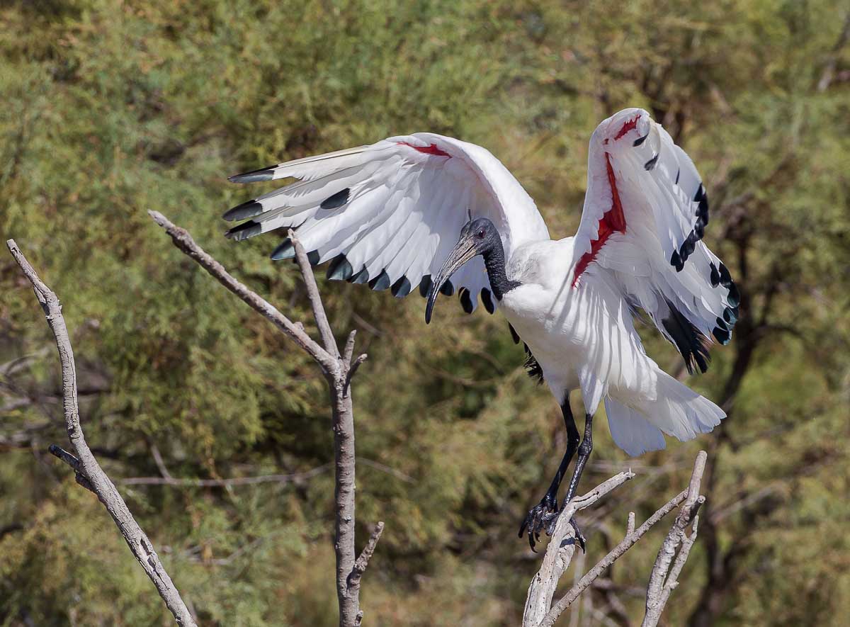 Sacred Ibis
