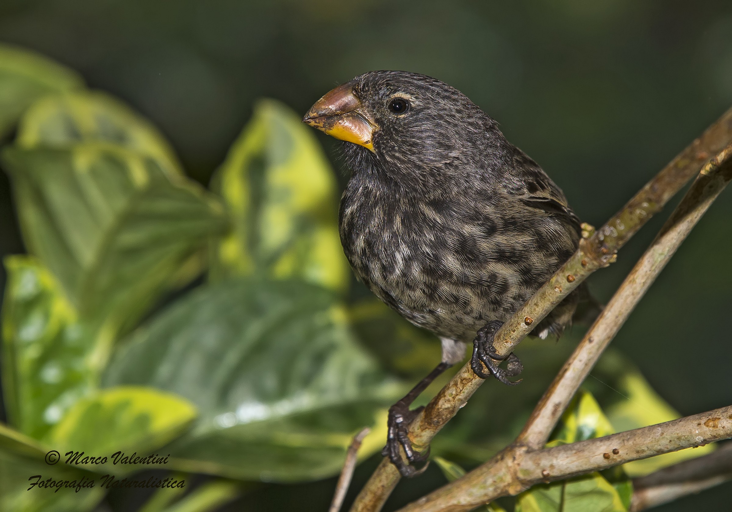 Fringuello di Darwin