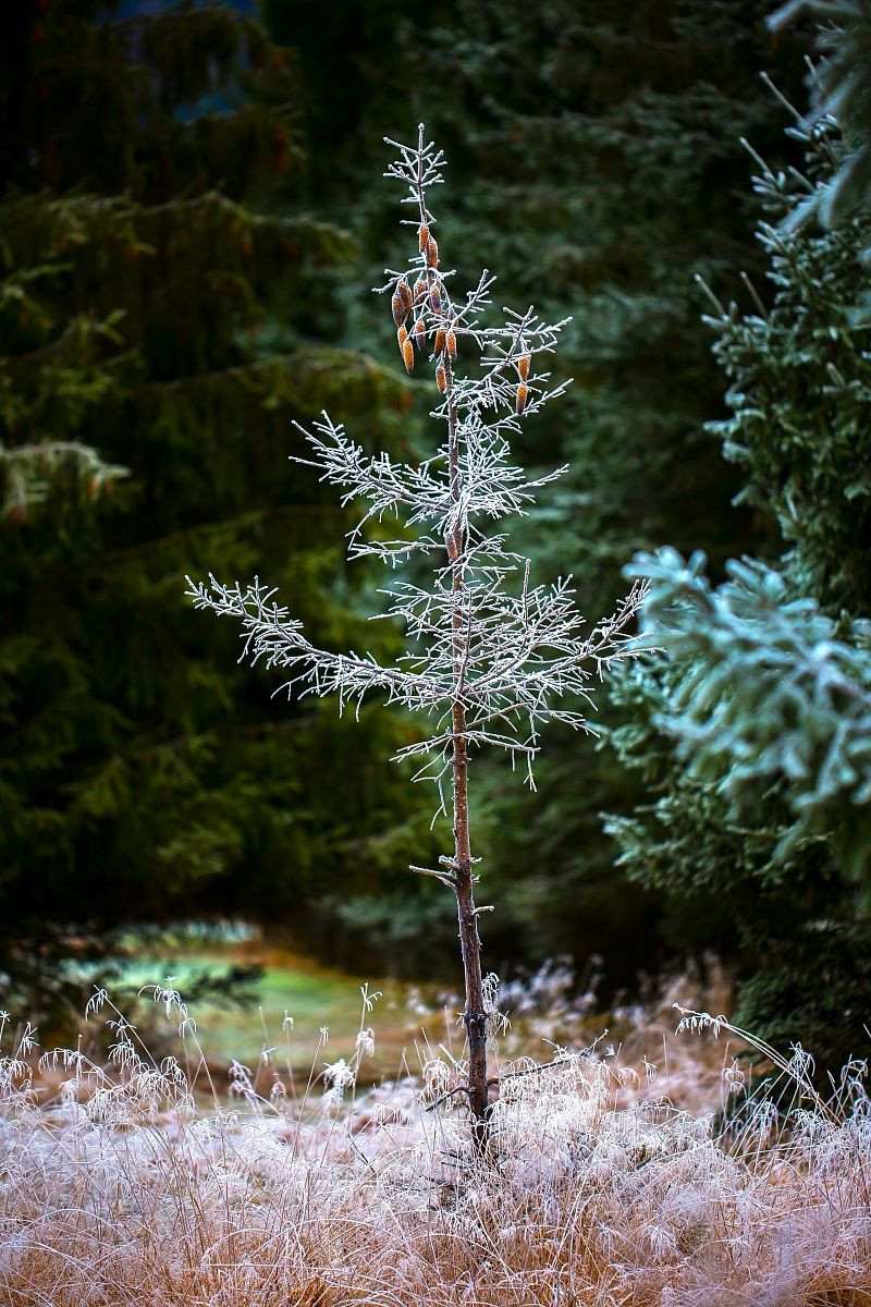 Io sono pronto per le festività e Voi??
