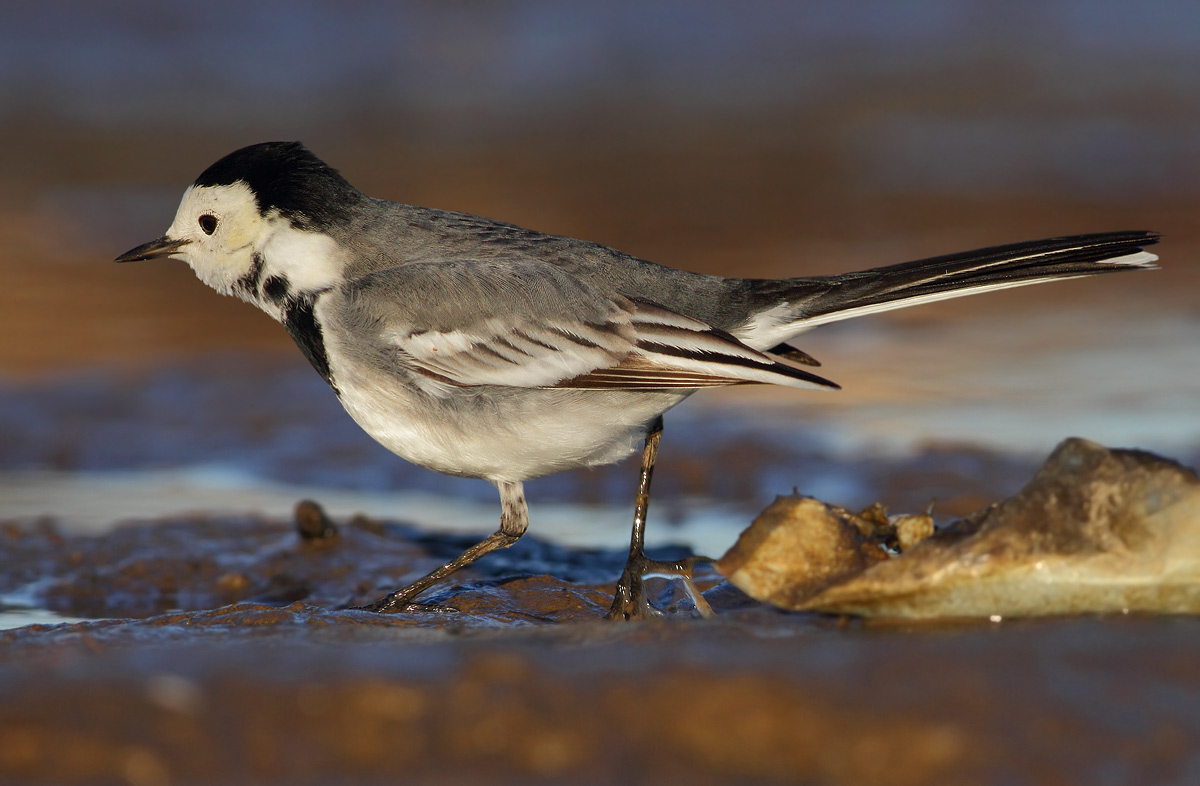 White Wagtail