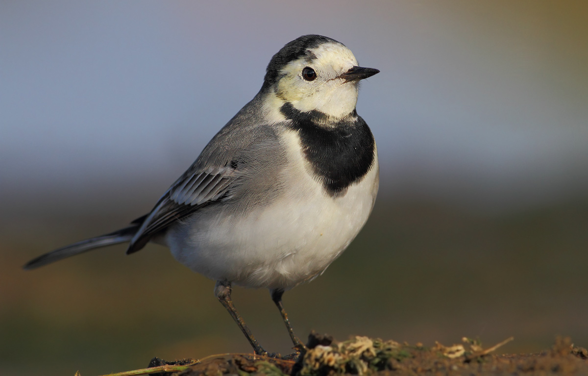 White Wagtail