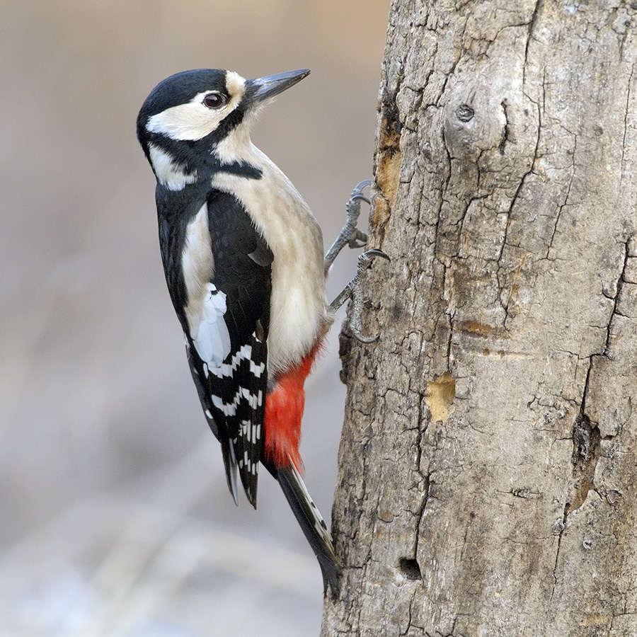 Woodpecker.