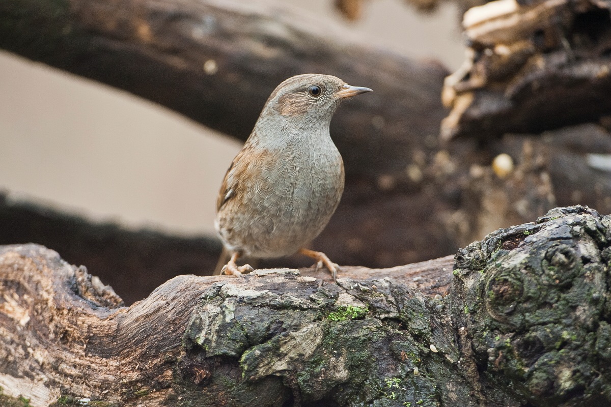 Dunnock
