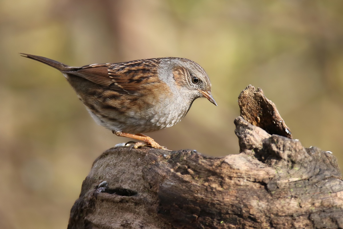 Dunnock