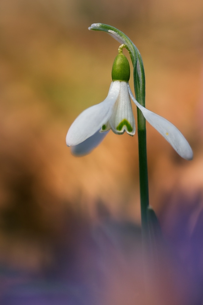 Galanthus nivalis