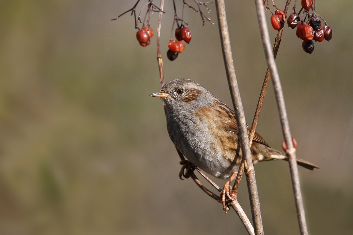 Dunnock