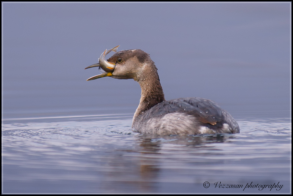 Red-necked Grebe