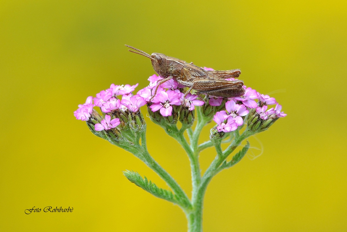 Cavalcando l'achillea....