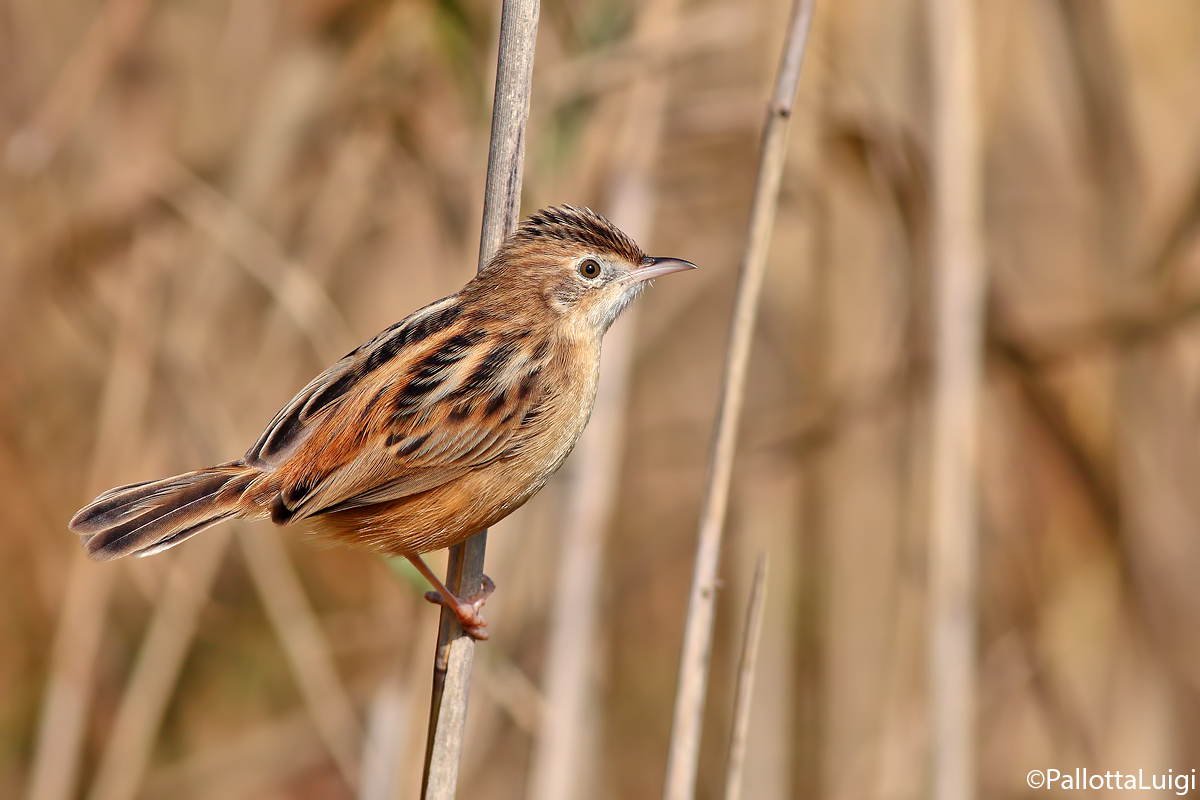 Beccamoschino (Cisticola juncidis)