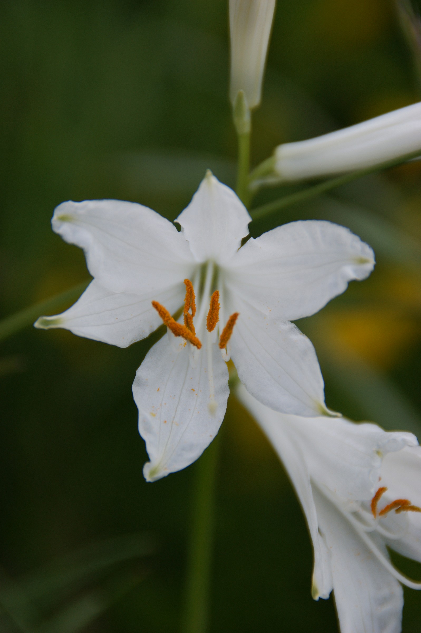 Lilioasfodelo minore