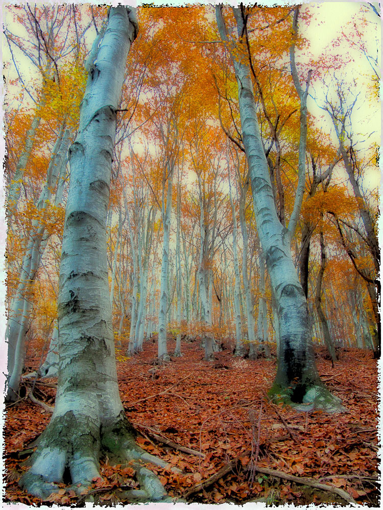 The giants of the forest