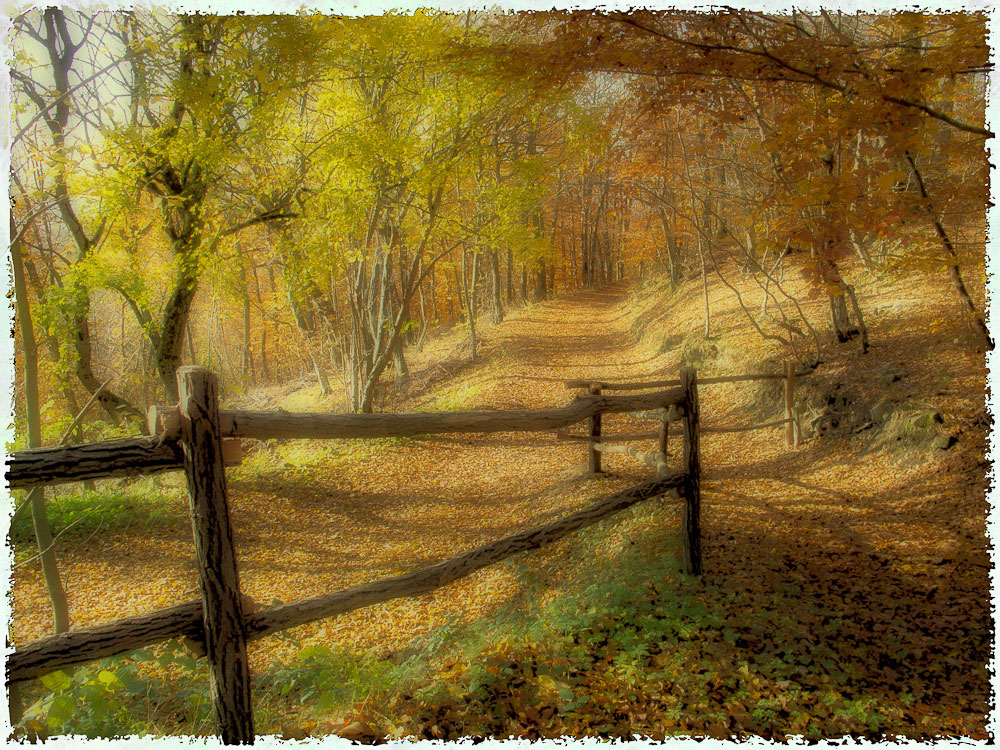 The road in the woods