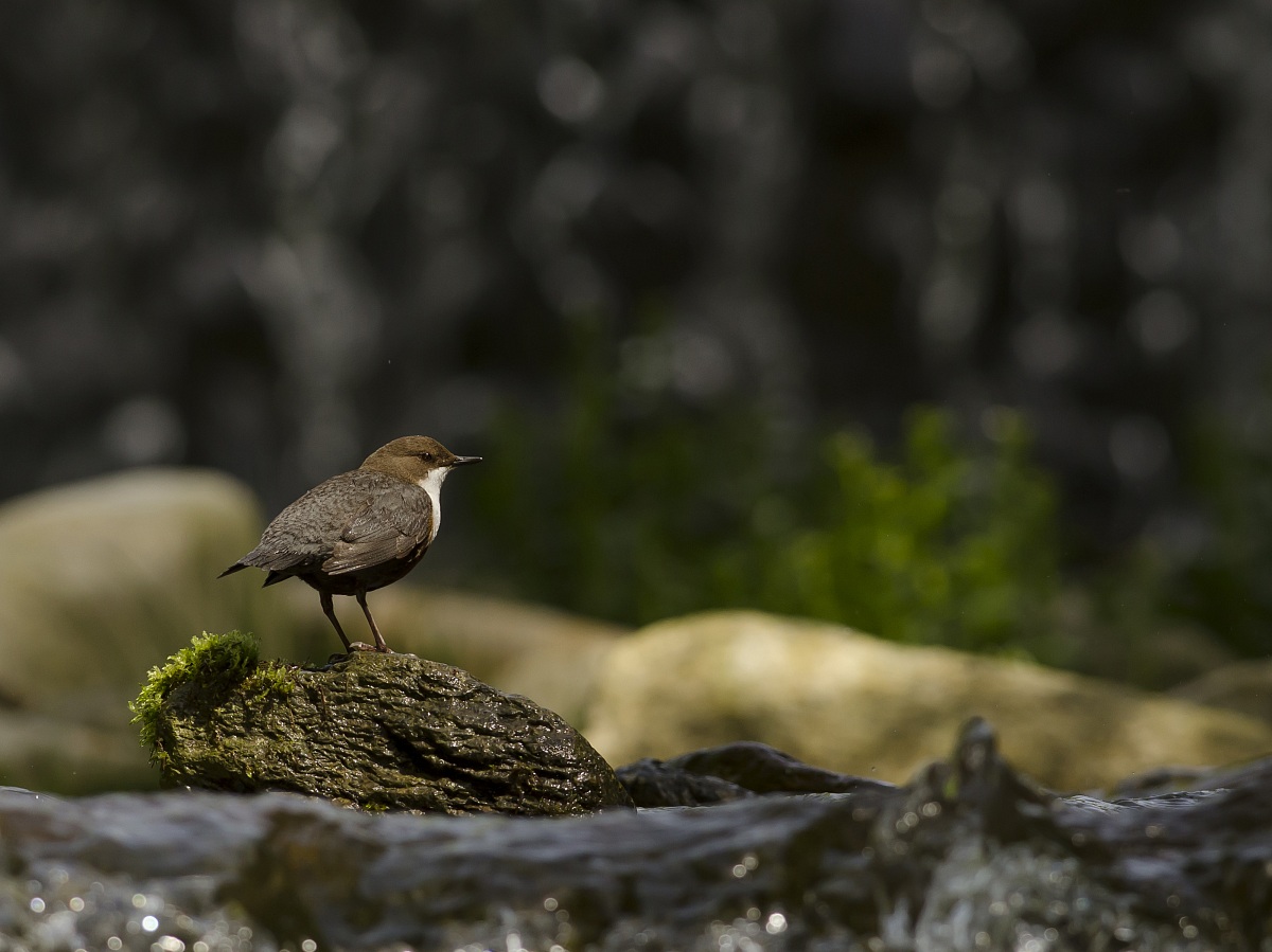 Dipper 8