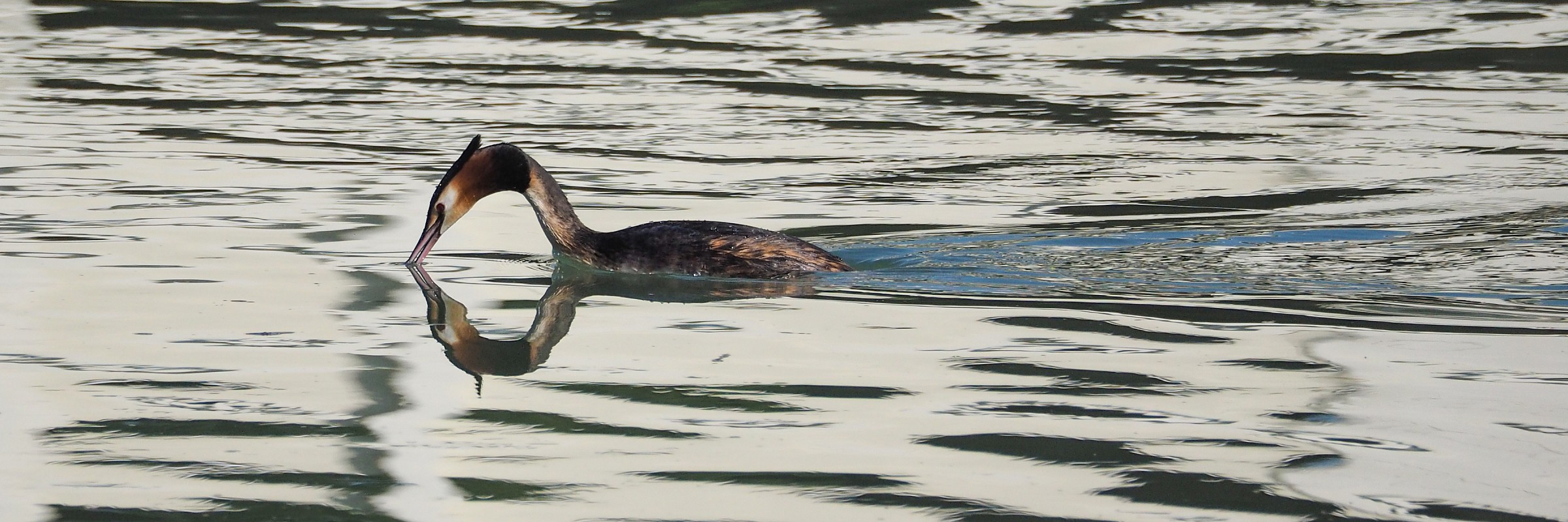 Grebe