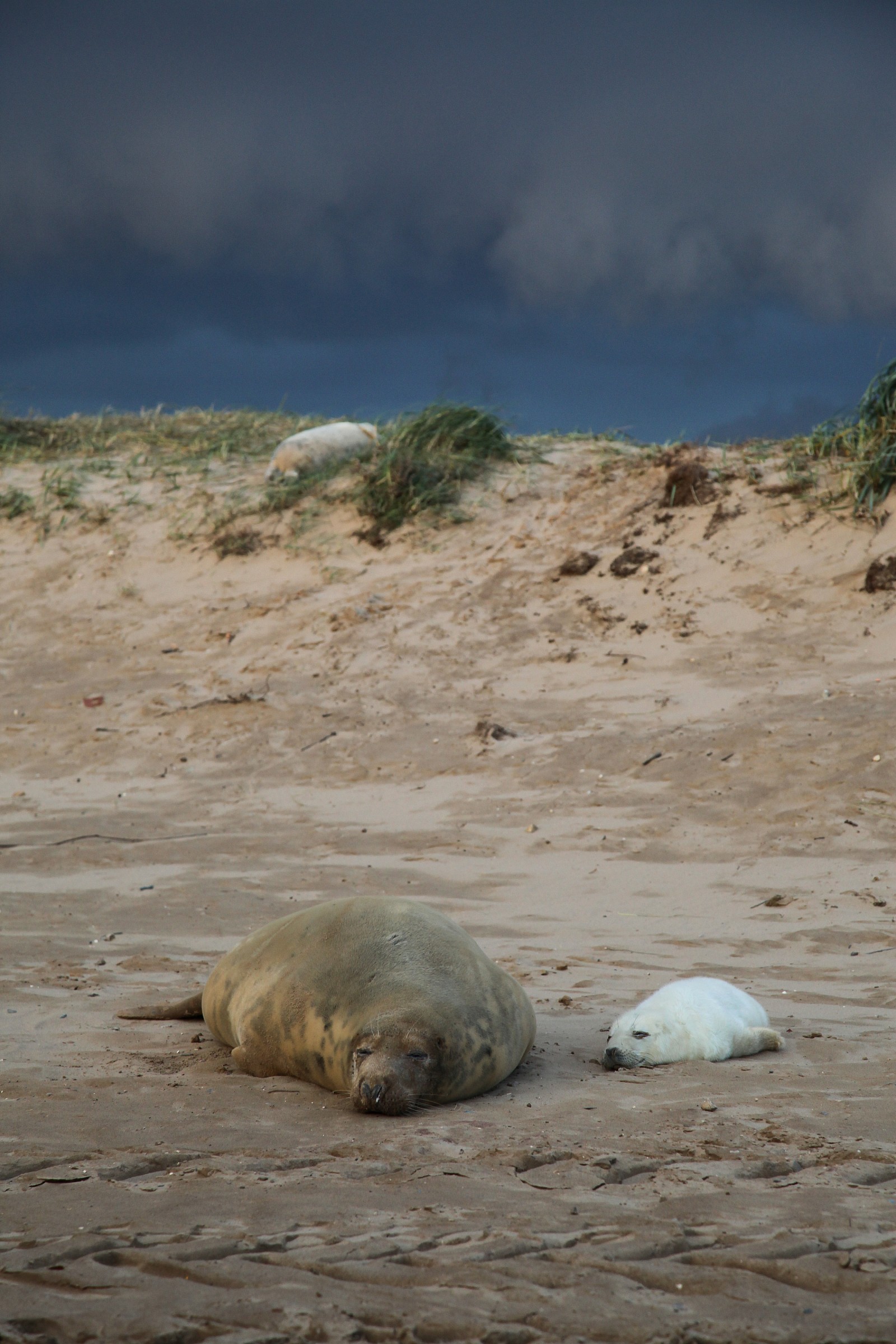 Nap on the beach