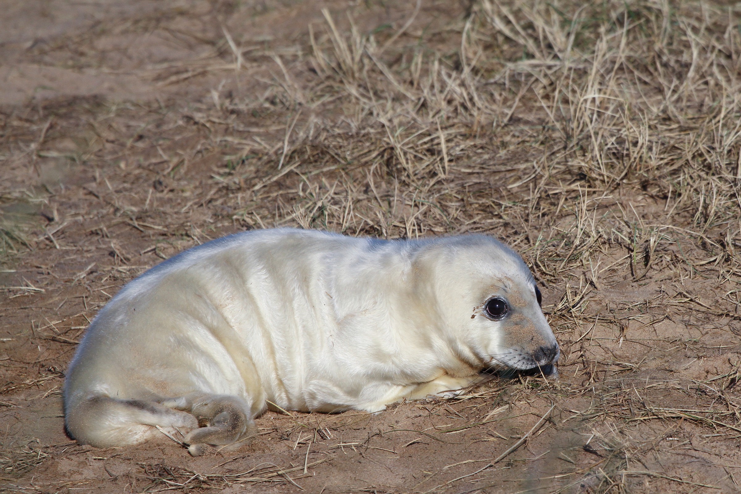 Cucciolo di foca