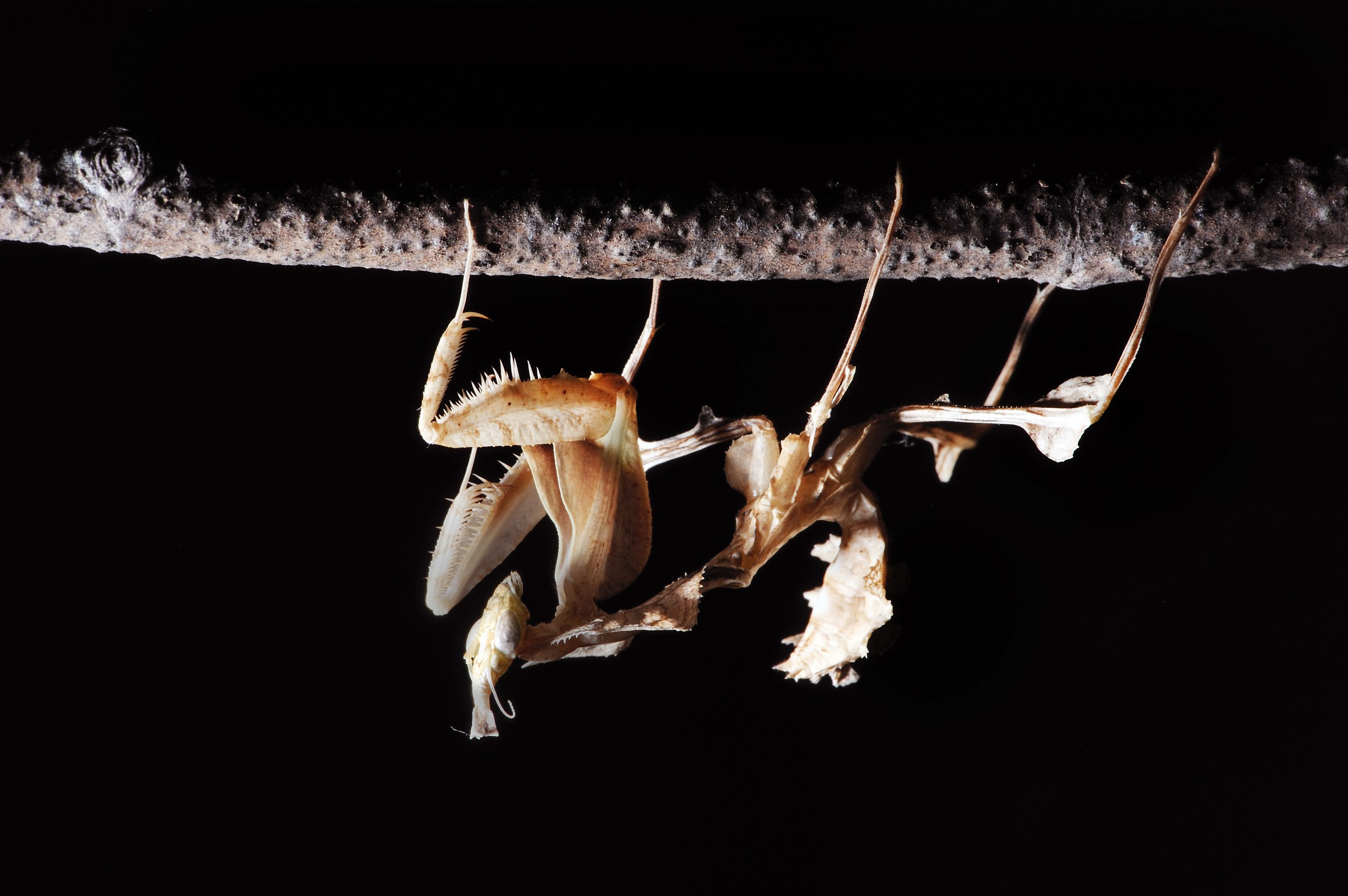 Idolomantis Diabolica