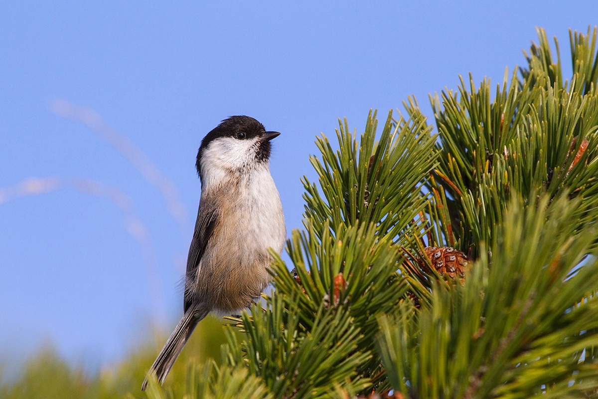 Cincia bigia su pino mugo..