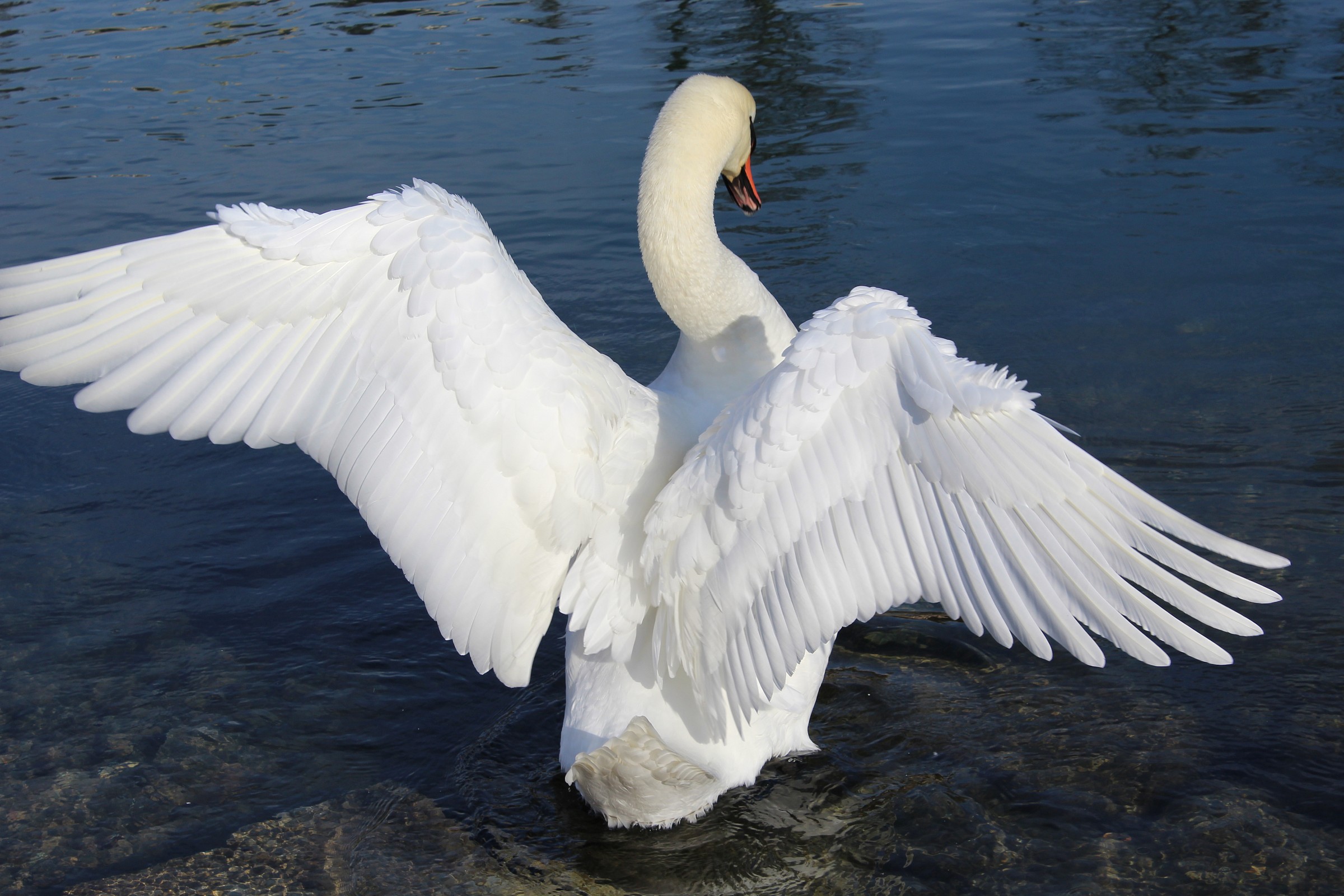 swan