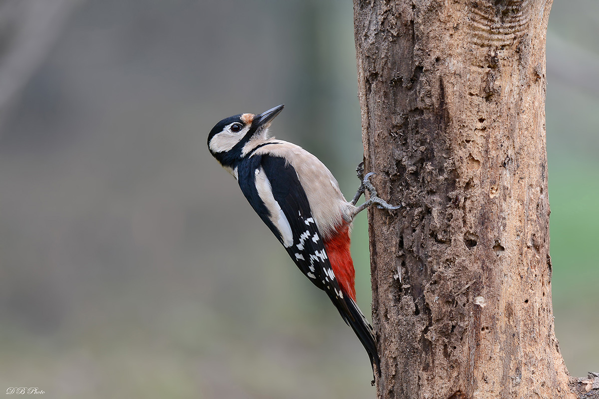 Woodpecker female.