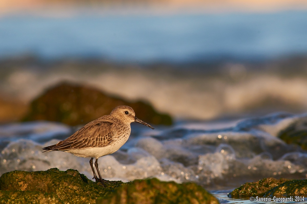 Dunlin
