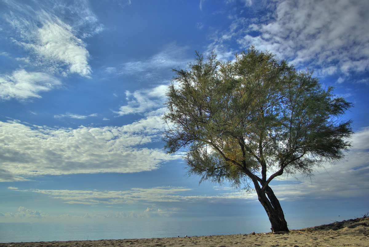 Tamericio sulla spiaggia